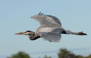 GreatBlueHeronFlying