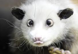 oppossum